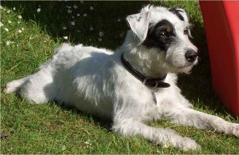 Parson Russell Terrier – Dog Breed Guide
