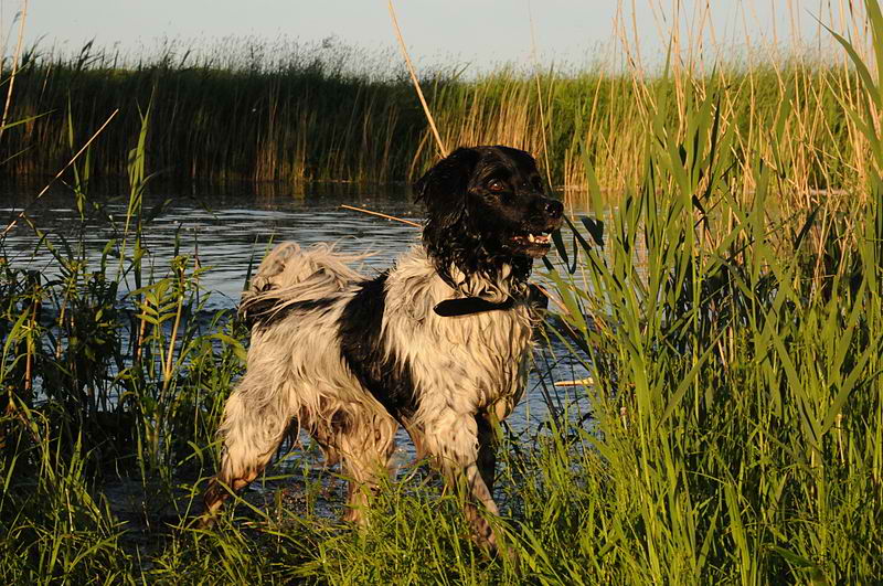 Frisian Water Dog – Dog Breed Guide