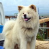 Akita Inu Dog Breed Image