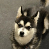 Black and white toy alaskan klee kai looking up to the cam