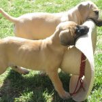 Florida Cracker Cur puppy with his Black Mouth Cur firnd