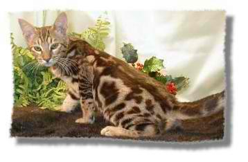 Jungala Cat – Cat Breed Guide