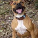 Muscular but very jovial American Staffordshire Terrier dog