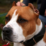 White and red American Staffordshire Terrier with ears cropped