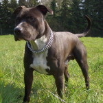 American Staffordshire Terrier or Amstaff with very muscular frame