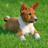 photo of a Basenji puppy