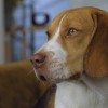 portrait photo Beagle dog breed