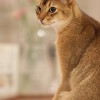 Abyssinian Cat sassy cat breed