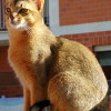 Abyssinian Cat under the sun