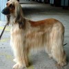 immaculately groomed Afghan hound side view full body
