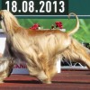 photo of Afghan Hound dog during a relay competition