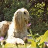 photo of afghan hound while taking up some sun