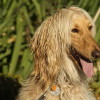 Yellow coated Afghan Hound close-up photo of face