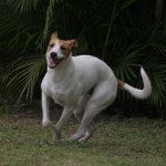 The Africanis dog is quick and agile