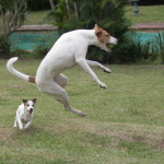 Two Africanis dog playing fetch
