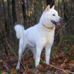 White Ainu Dog
