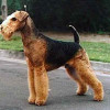 photo of airedale terrier champion dog in Australia and New Zealand