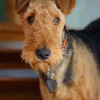 Airedale Terrier face picture