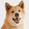 photo of a smiling Akita dog