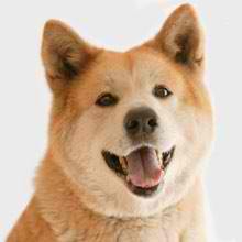 Akita Inu – Dog Breed Guide