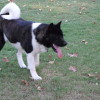 American Akita dog black and white coat