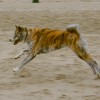 picture of a brindled Akita Inu while running