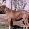 Indian Alangu Mastiff side view profile