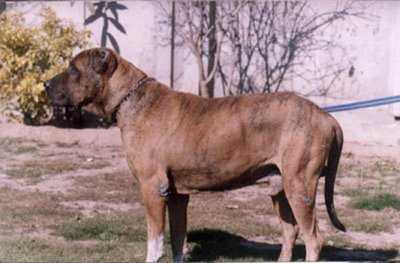 Indian Alangu Mastiff – Dog Breed Guide