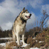 Sled dog breed Alaskan Malamute