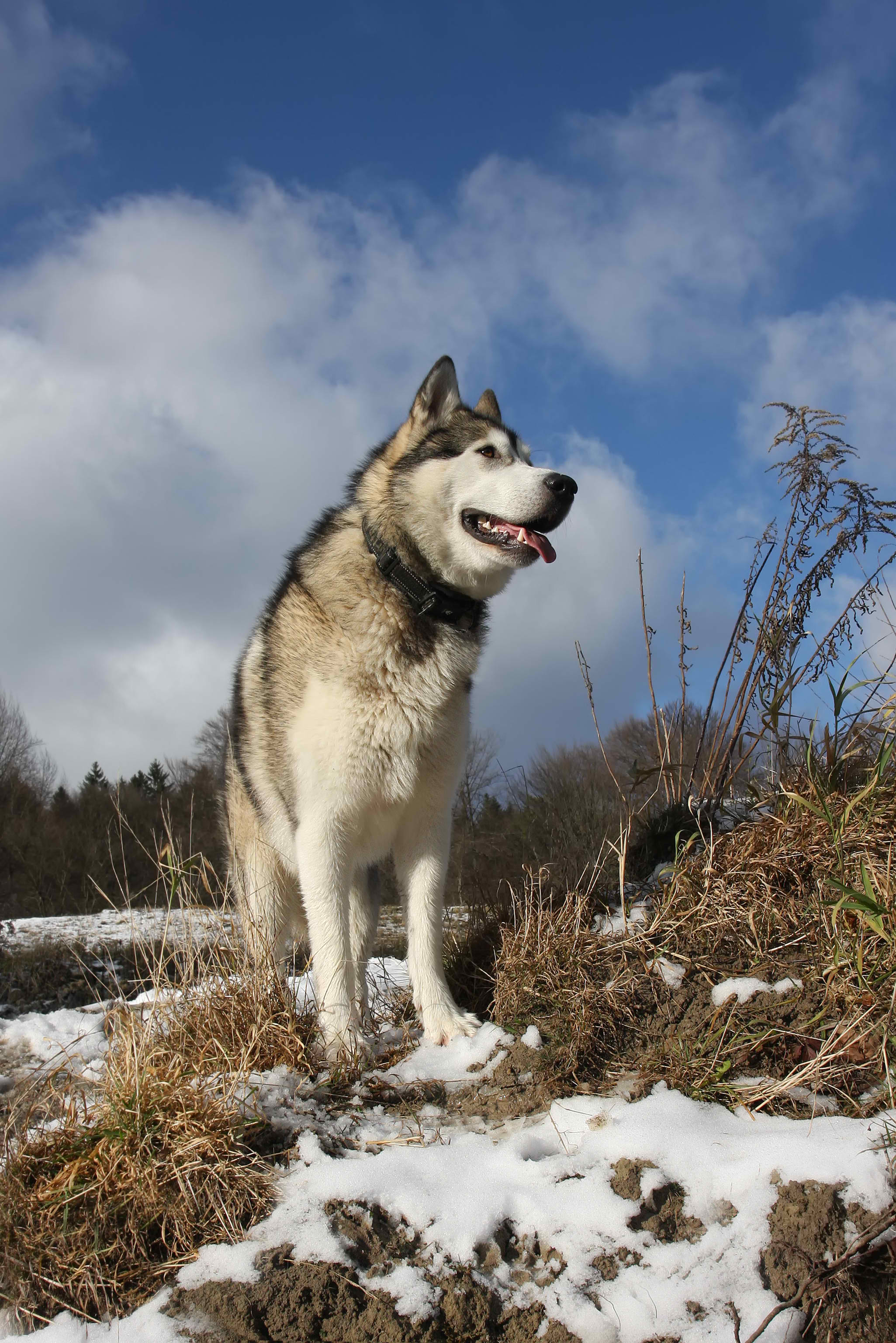 Alaskan Malamute – Dog Breed Guide