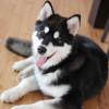 Image of a 5 month old Alaskan Malamute puppy