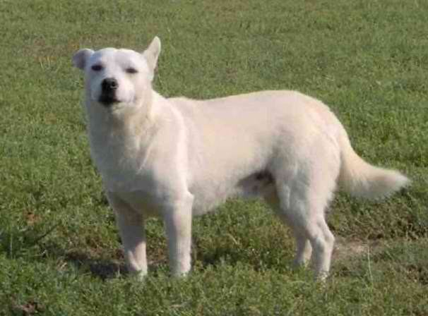 Alopekis Dog – Dog Breed Guide