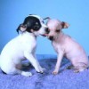 American Hairless pups kissing each other