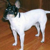 A white American Toy Terrier with black markings on its head