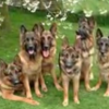 Group photo of a pack of American Alsatian