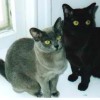 American Burmese Cats Silver And Black