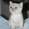 American Burmese Kitten
