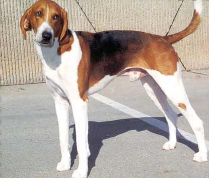 American Foxhound – Dog Breed Guide