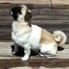 Designer dog breed Lo-Sze Pugg in the United States