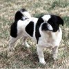 Designer dog breed American Lo-Sze Pugg Black and white coated/