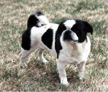 American Lo-Sze Pugg ™, Dog Breed Guide