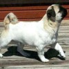 Lo-Sze Pugg is a pug breed that is extremely rare