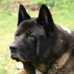 American Akita dog breed photo