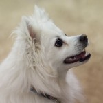 Portrait of a Miniature American Eskimo dog