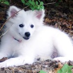 Miniature American Eskimo puppy taking a shade under a tree