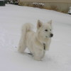Toy American Eskimo outdoors after a snow fall