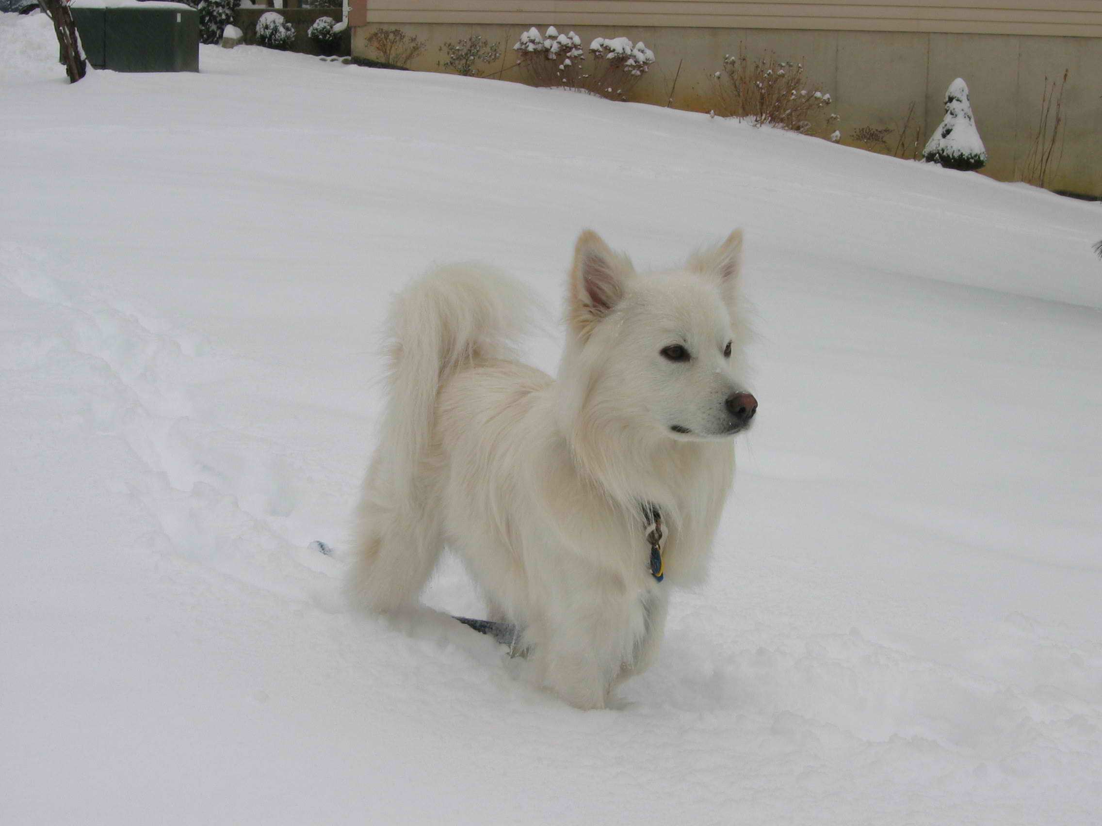 American Eskimo Dog, Toy Size – Dog Breed Guide