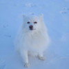 Cute miniature american eskimo dog sitting on snow