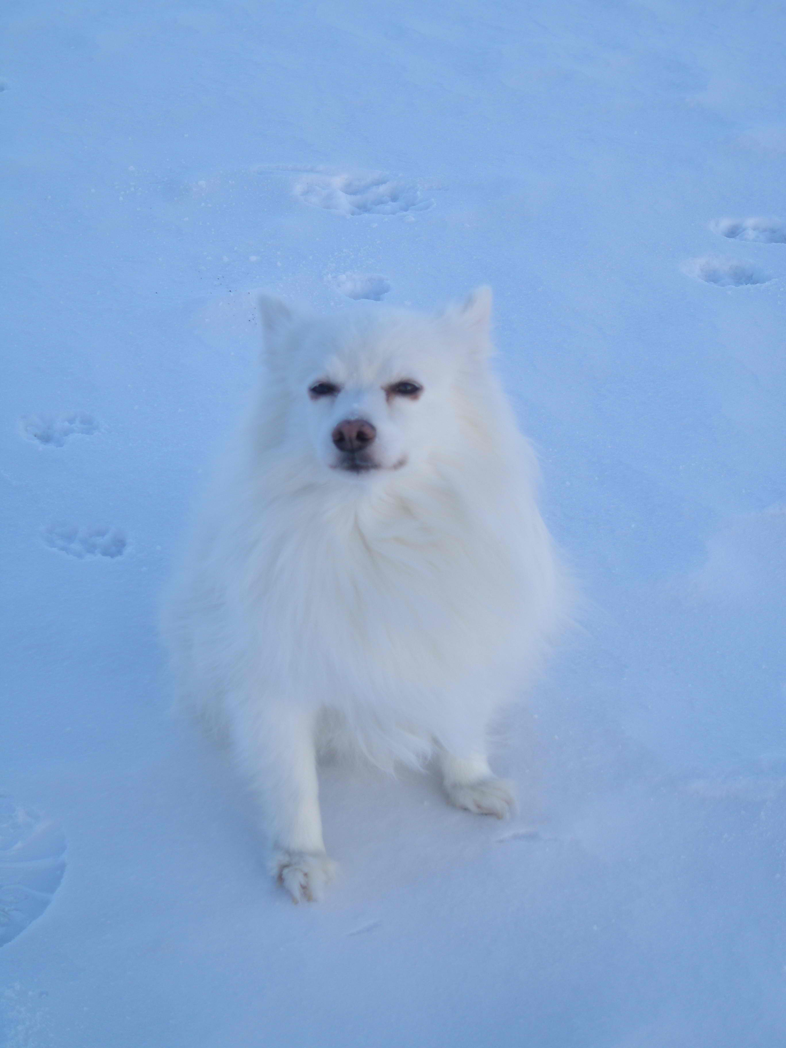 American Eskimo Dog, Miniature Size – Dog Breeds Guide
