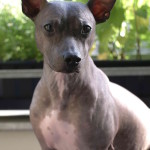 muscular American Hairless terrier posing for the camera